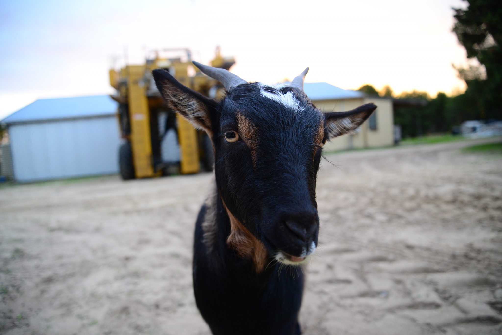 How long should a goat’s rope be if it is to only eat part of a circular field?